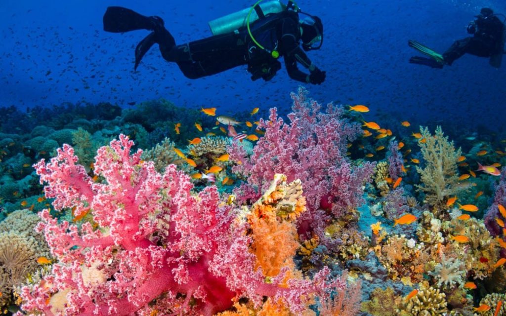 diving in the Red Sea